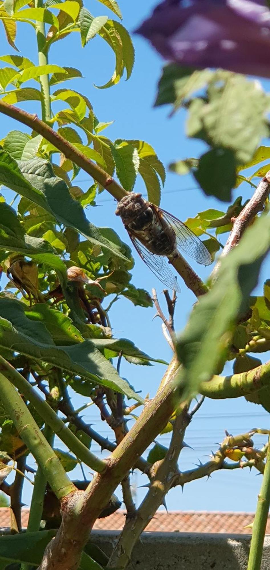 Gite " La Petite Compsoise " Comps  Dış mekan fotoğraf
